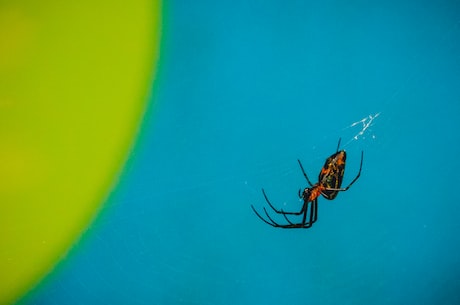 红玫瑰蜘蛛: 中国境内名贵跳舞蜘蛛，十分珍稀难得一见！