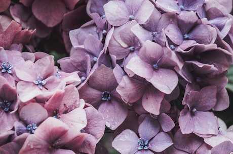 品味土沉香花：神秘而神奇的花卉