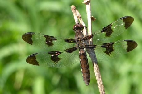蜻蜓两字是如何演化而来的？