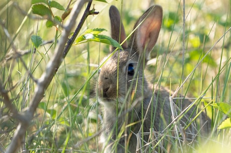 小白兔和小灰兔：深入探究两种可爱兔子的成长之路