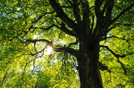 树的作用：环境保护，美化环境