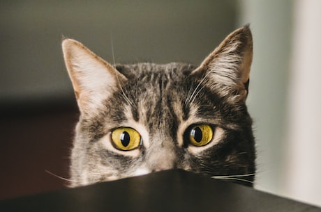 为什么猫的眼睛会发光？