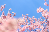 春的悸动：赏析唐宋词中关于春天的诗句