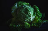 羽衣甘蓝：一种营养厚实的蔬菜