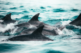 海豚是哺乳动物吗？揭秘海洋哺乳类奥秘！