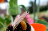 bumblebee(探索Bumblebee：机器人技术的未来)