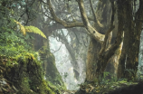 返景入深林：探秘神奇的森林天下