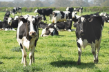 奶牛多少钱(奶牛多少钱？奶牛的价格和哪些因素有关？)