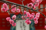日本艺伎——传承千年的东方艺术之美