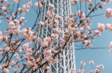 日本樱花，婀娜多姿的春天