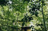 林间小屋，小清新的树屋体验