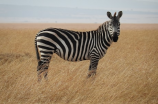 zebra的音标(了解斑马的音标及特点)