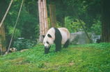 了解大熊猫的五大特点