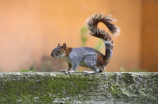squirrel是什么意思(squirrel是什么意思？常见的灰松鼠有哪些特点？)