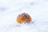 探秘寒冰菇：冬季鲜味的佳品