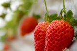 草莓的功效与作用：美容养颜，促进消化和护卫心脏