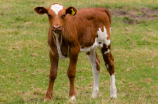超级血牛：大规模育种的肉牛新宠
