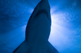 探秘成吉思汗鲨：与众差异的九齿鲨